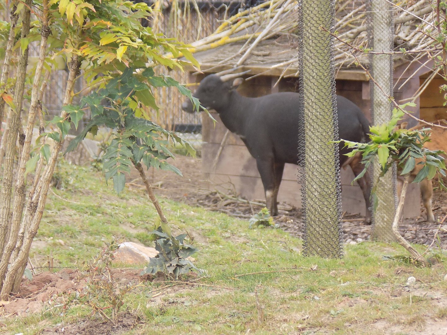 Lowland Anoa