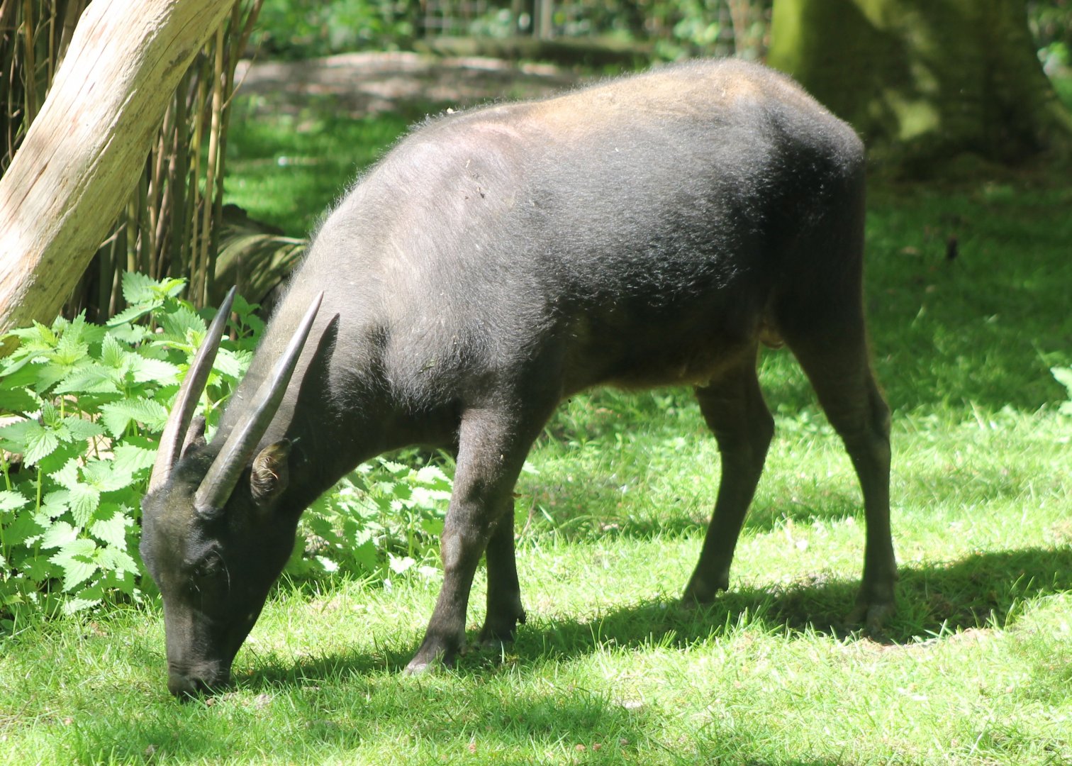 Lowland anoa