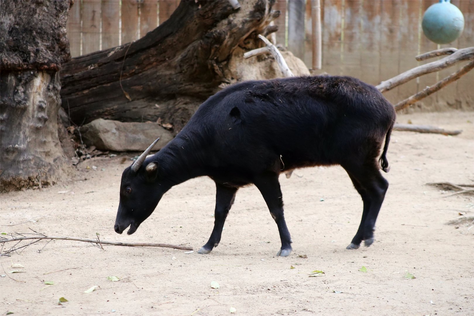 Lowland anoa