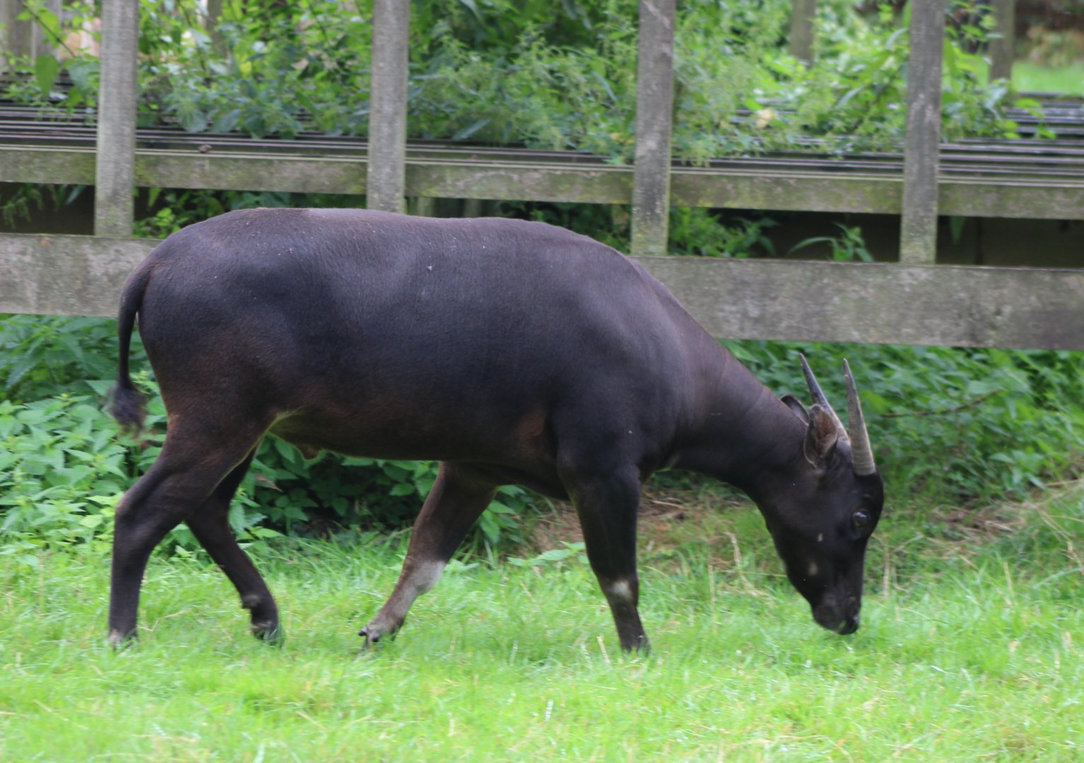 Lowland anoa