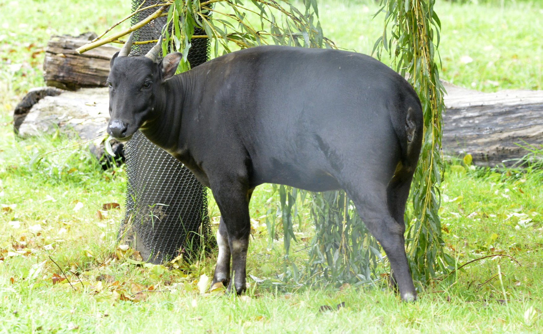 Lowland anoa