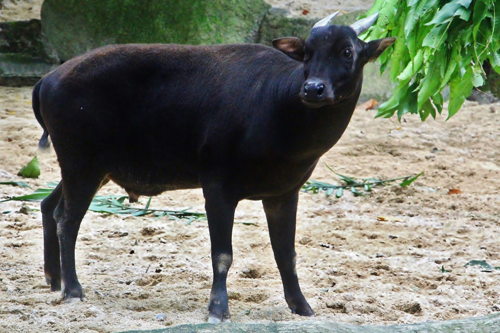Lowland Anoa