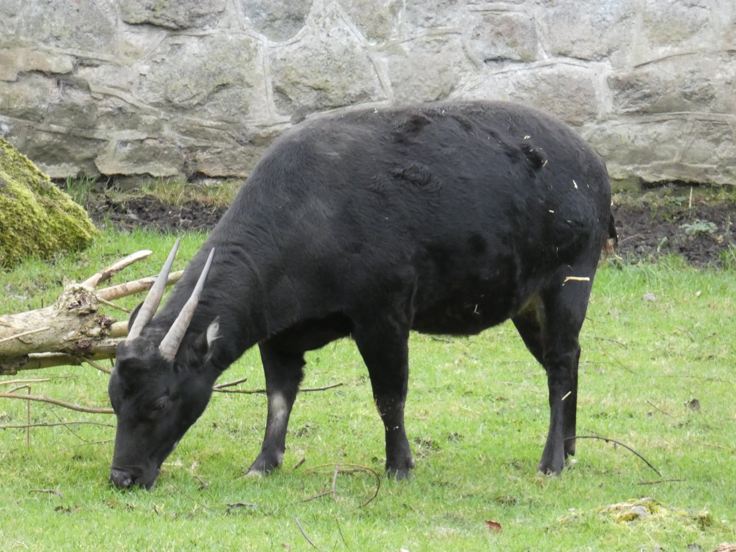 Lowland anoa