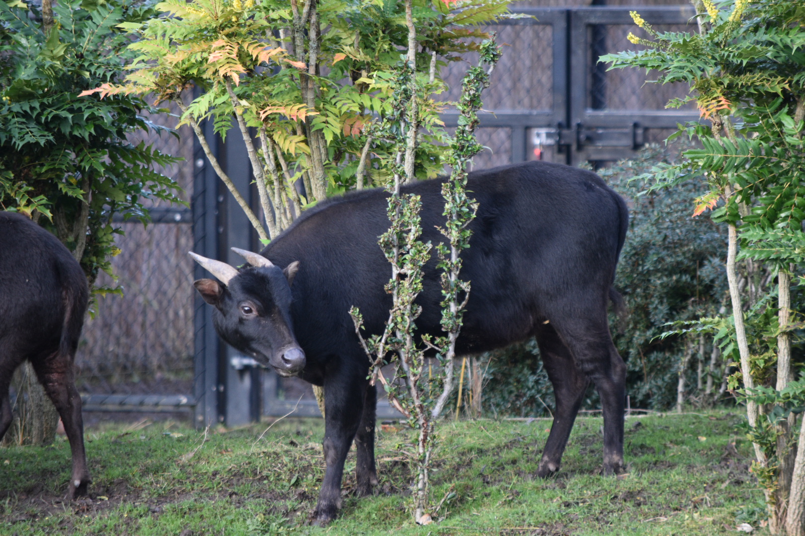 Lowland anoa