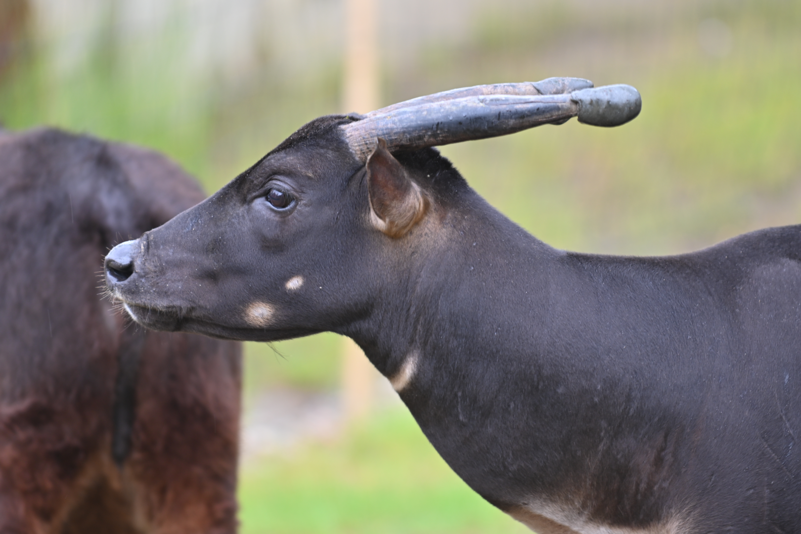 Lowland Anoa