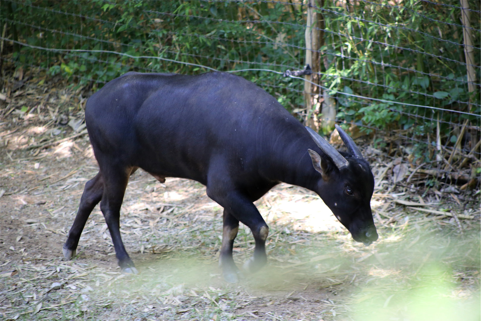 Lowland Anoa