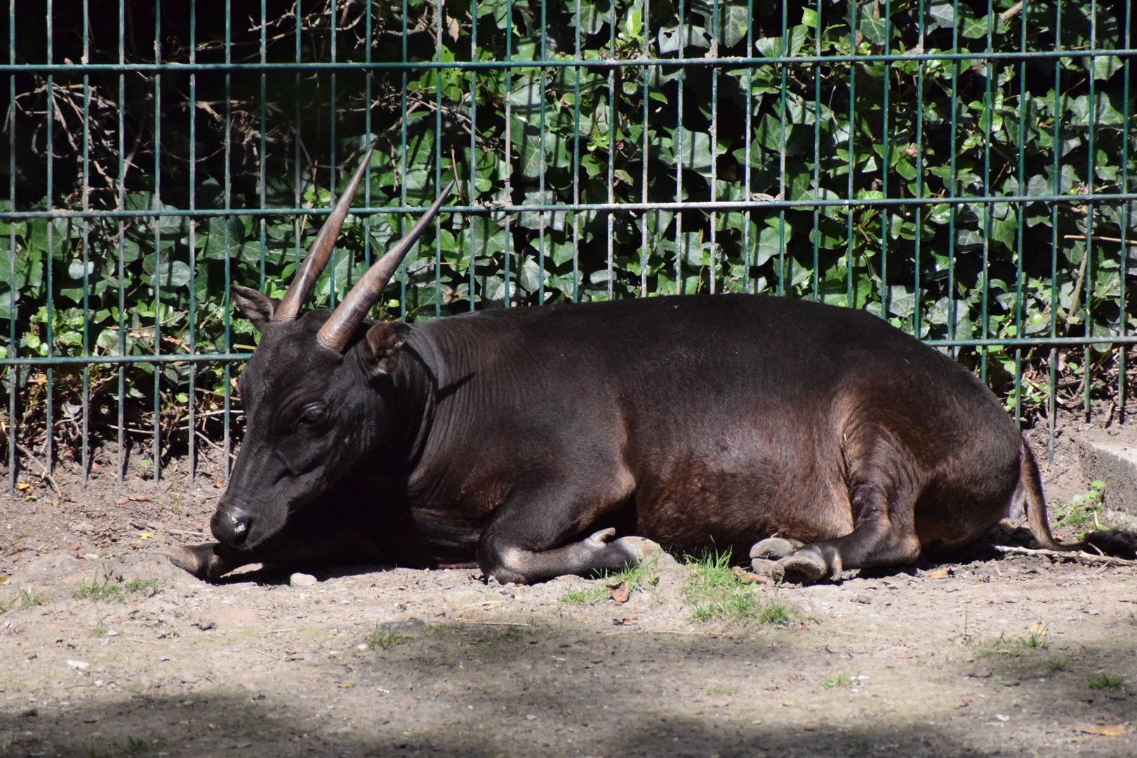 Lowland anoa
