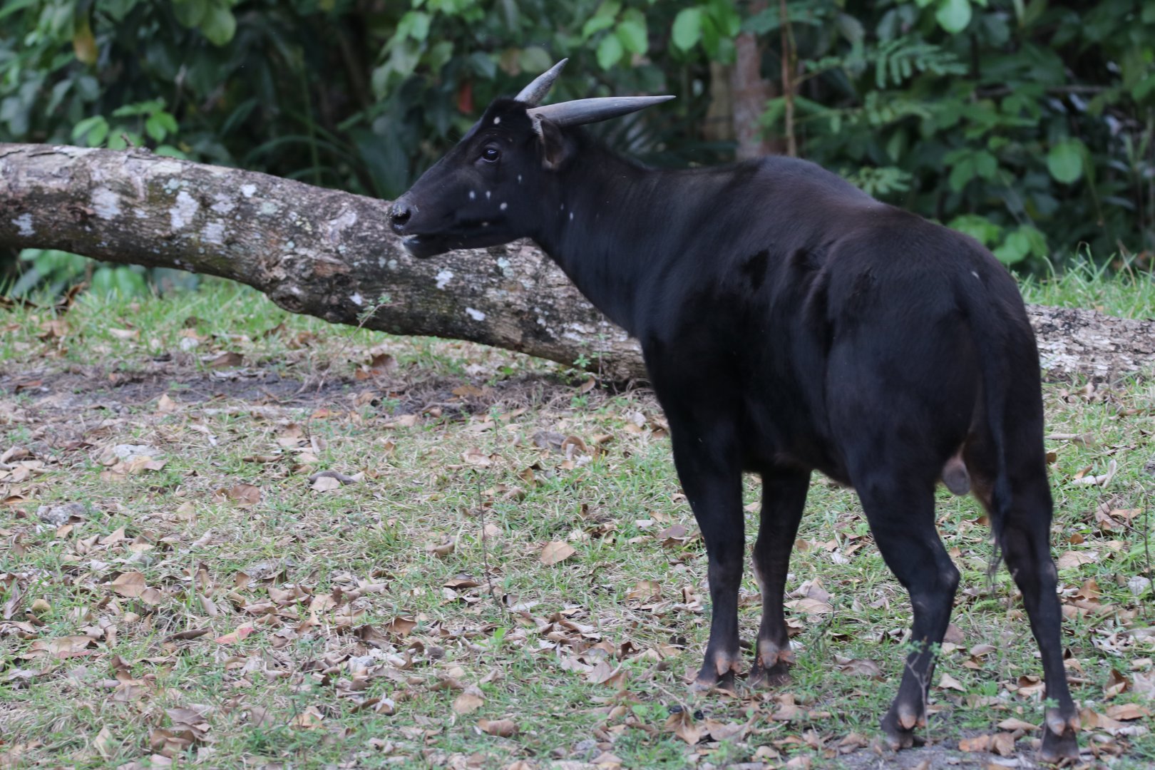 Lowland anoa
