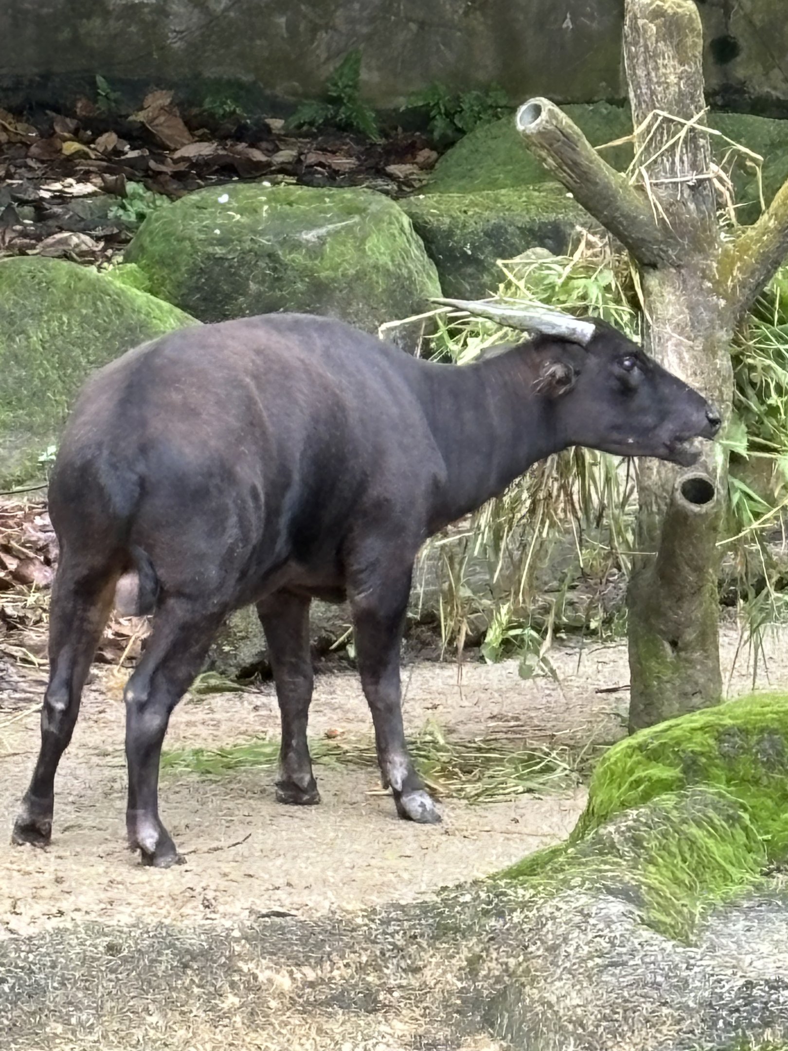 Lowland Anoa