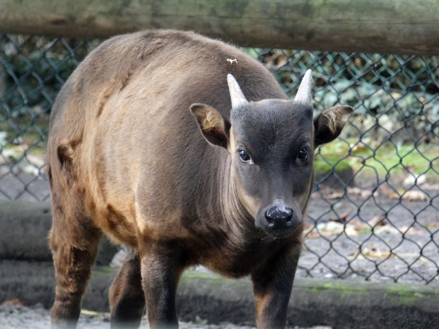 Lowland anoa