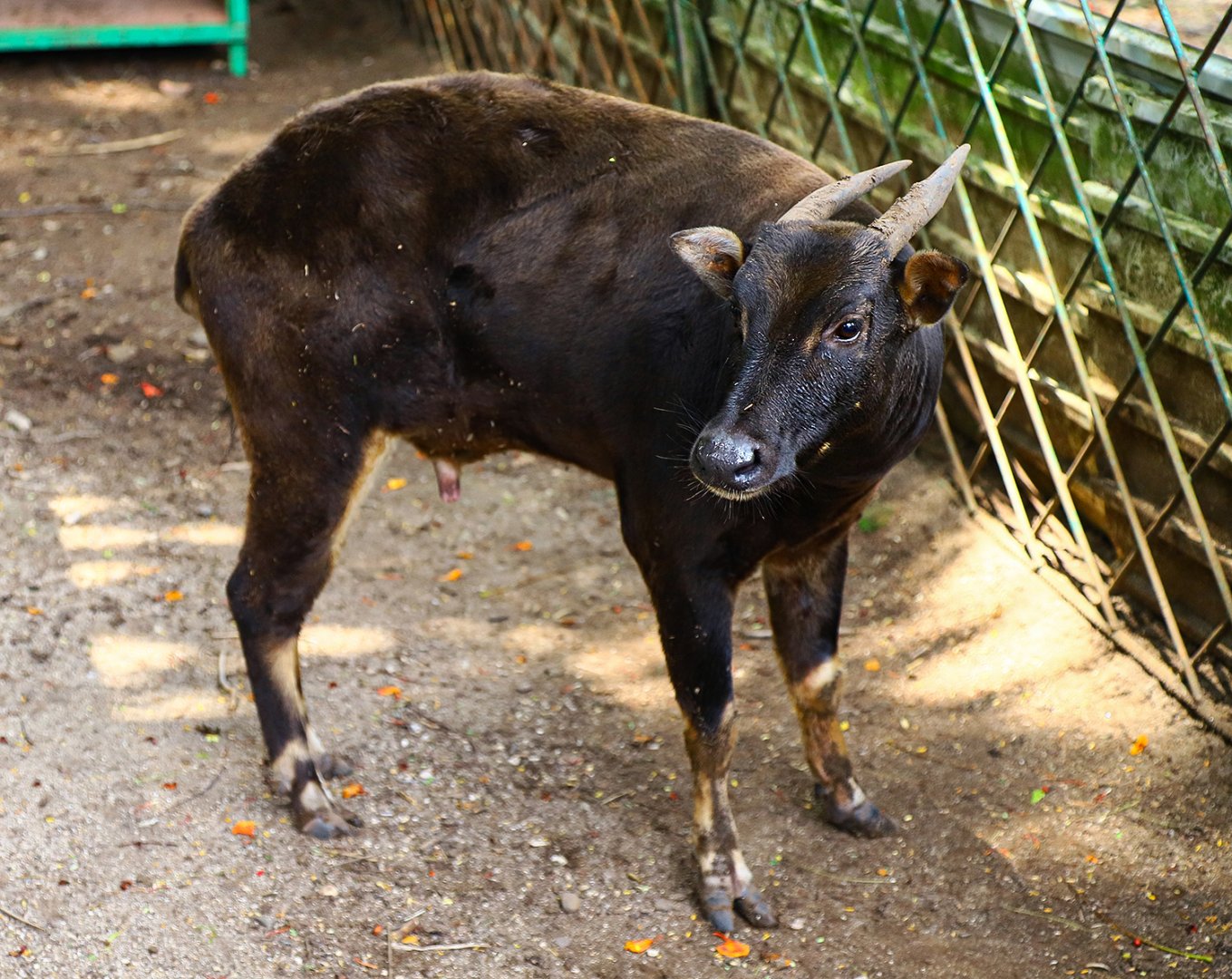 Lowland anoa