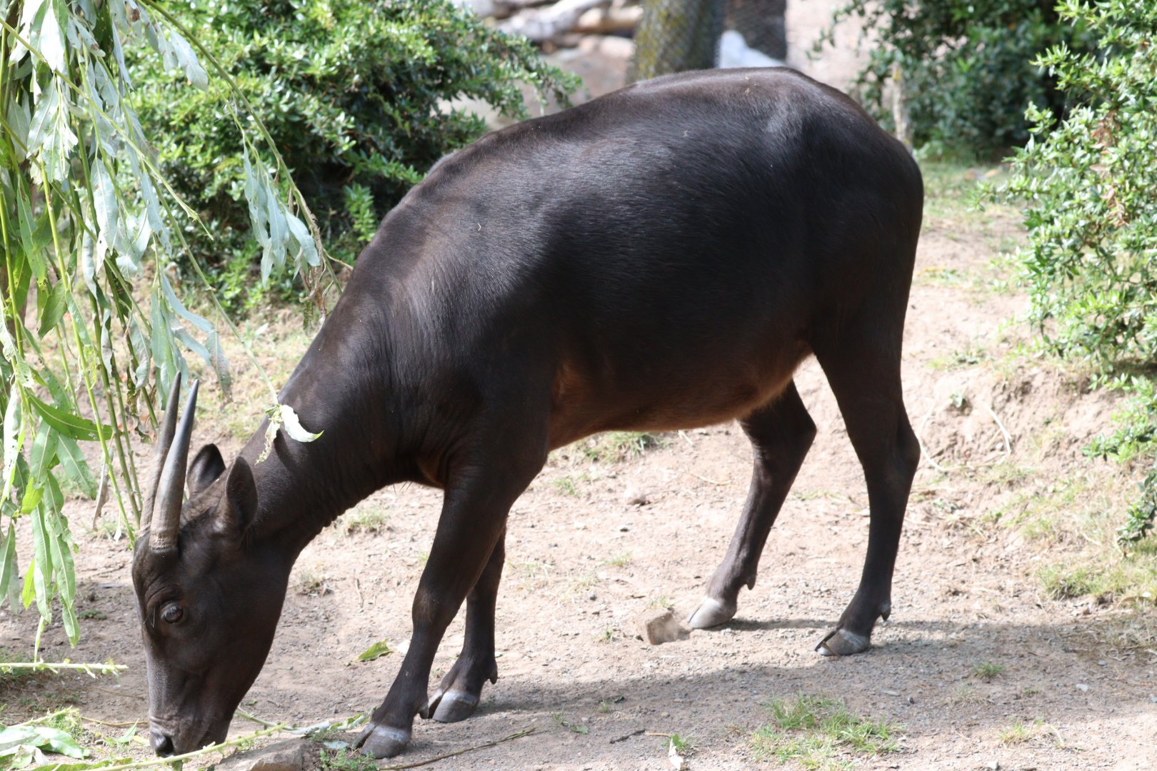 Lowland Anoa
