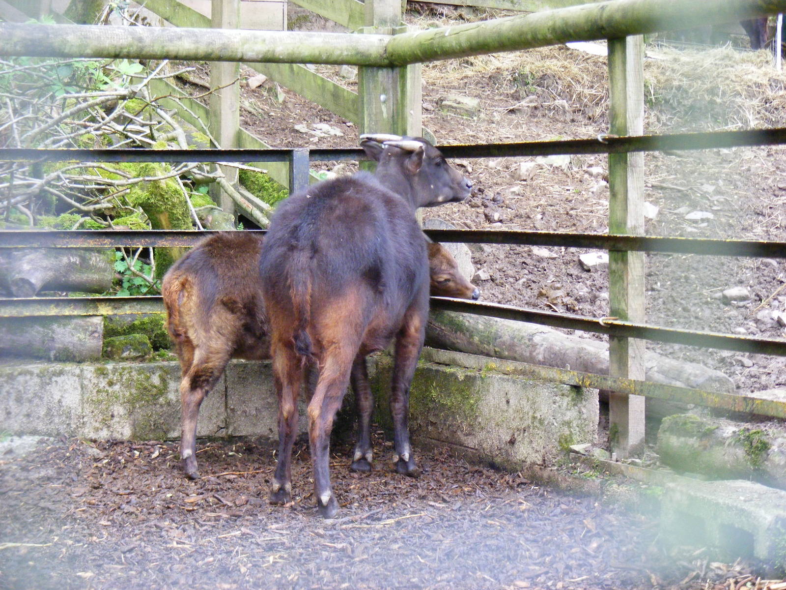 Lowland anoas at Galloway Wildlife Conservation Park, 16 May 2010