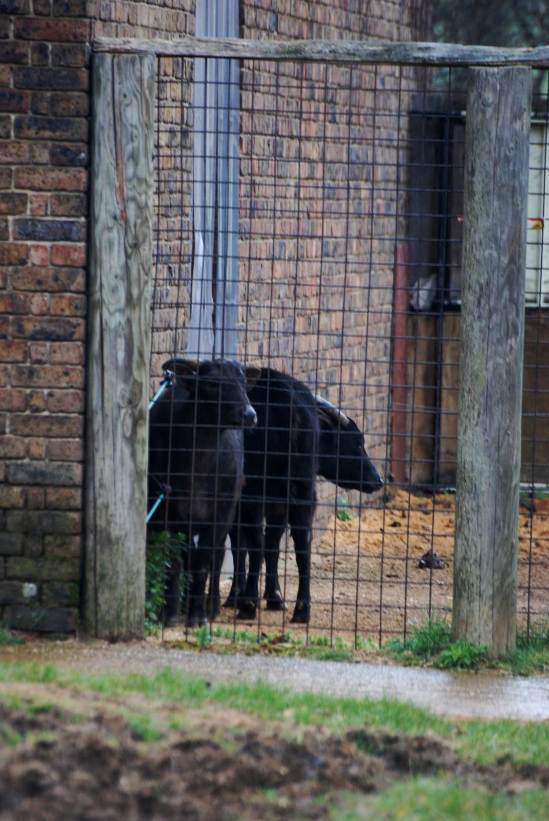 Lowland Anoas at London, 17/03/12