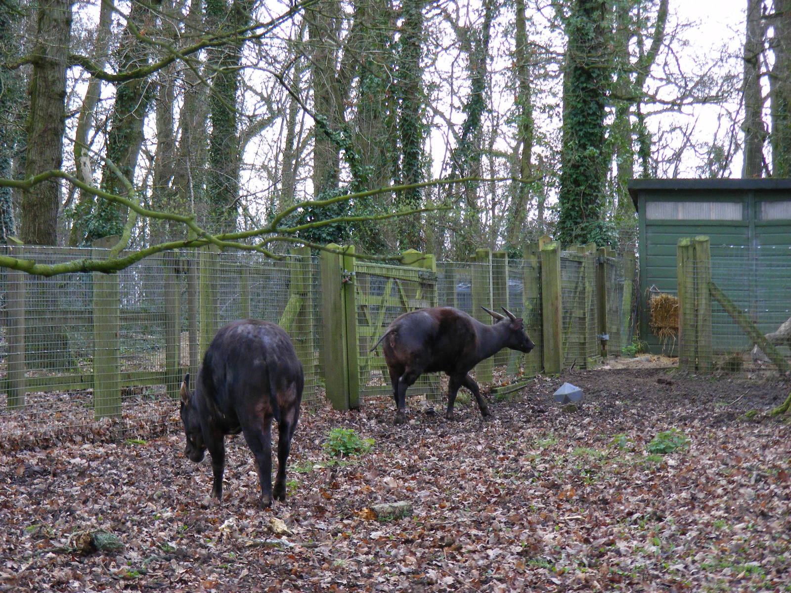 Lowland anoas at Marwell Wildlife, 13 March 2011