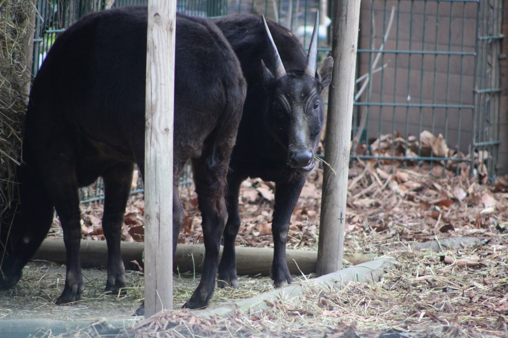 Lowland Anoas (Bubalus depressicornis)