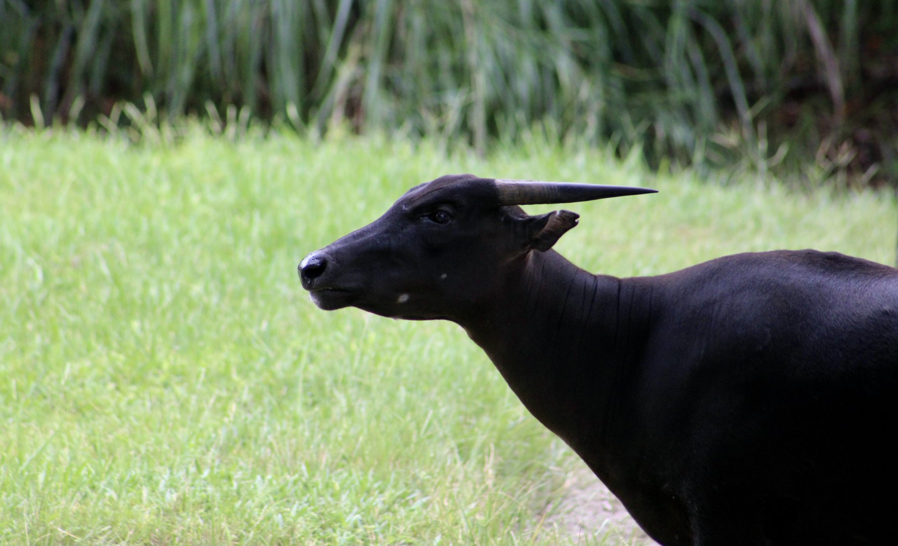 Lowland Anola (Bubalus depressicornis)