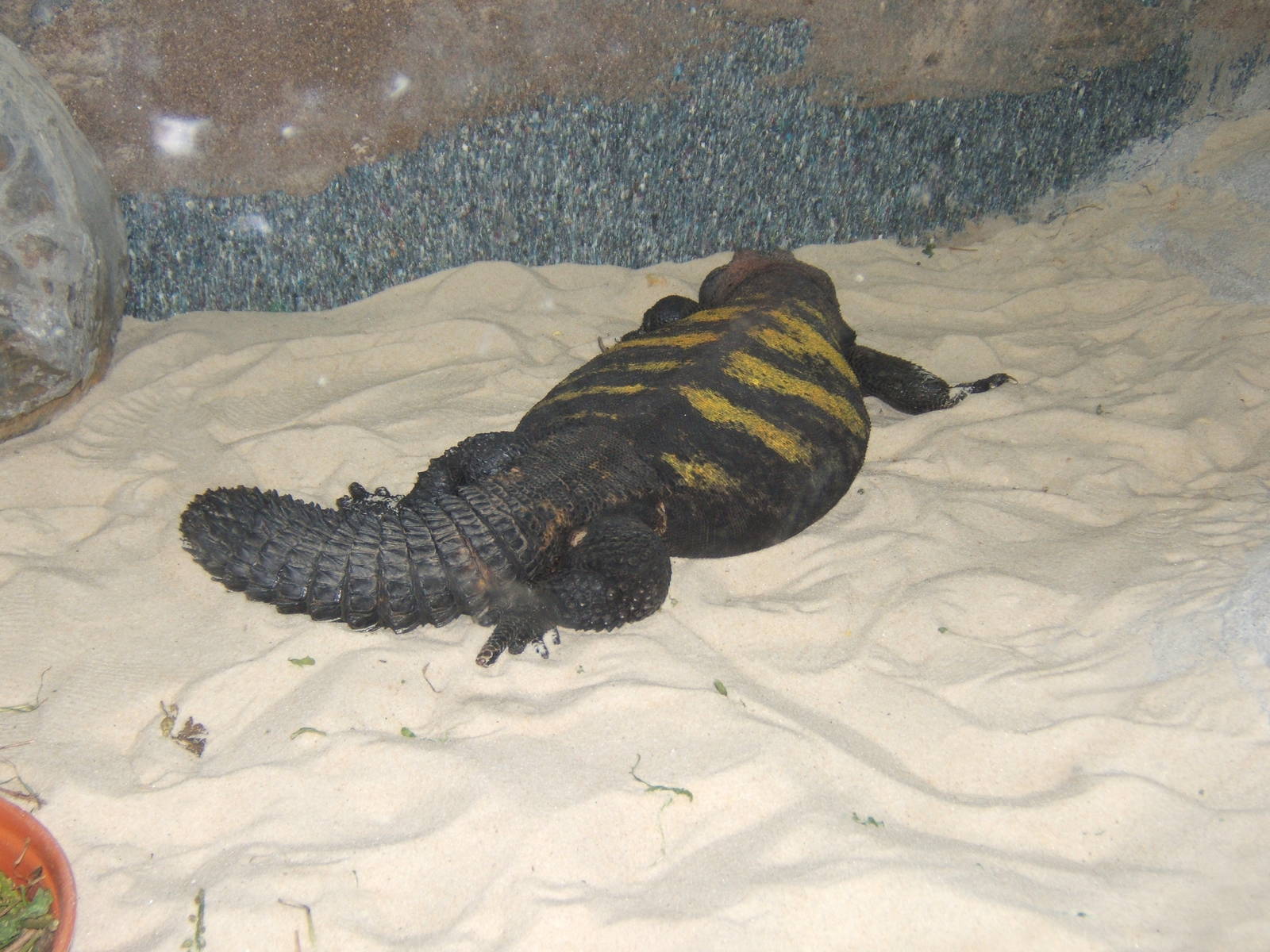 Lowland-banded Uromastyx (Uromastyx flavofasciata)