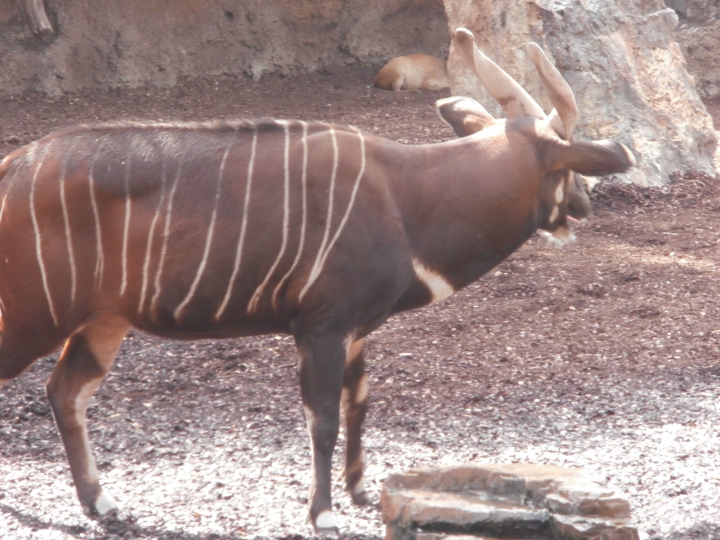 Lowland bongo and Red forest duiker(at the back) -Bioparc Valencia (Summer 2017)