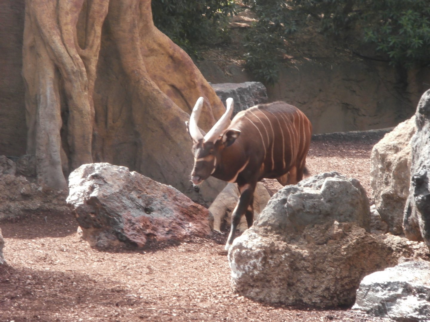 Lowland bongo -Bioparc Valencia (Summer 2017)