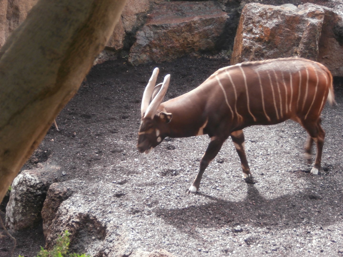 Lowland bongo -Bioparc Valencia (Summer 2017)