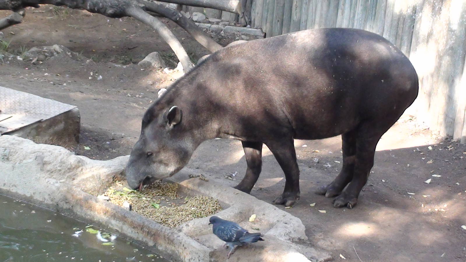 Lowland/Brazilian Tapir