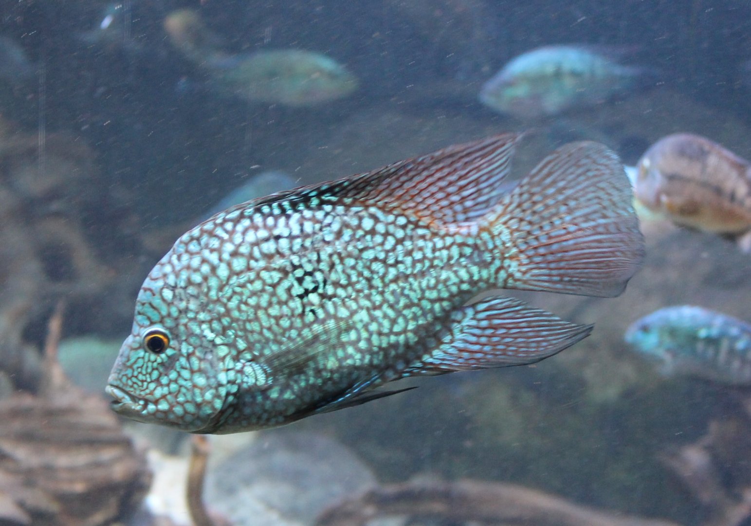 Lowland cichlid - Herichthys capintis