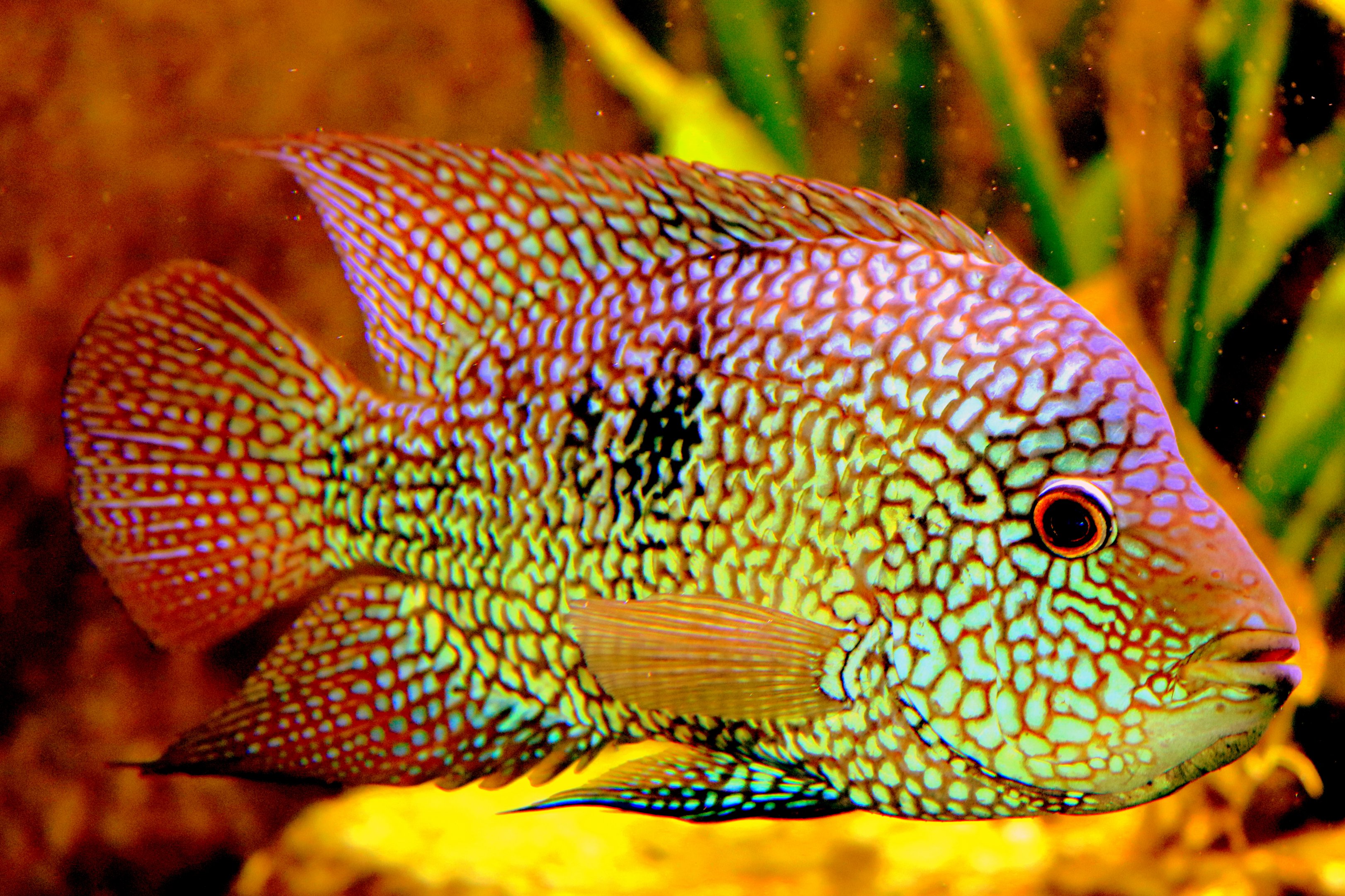 Lowland cichlid; Stuttgart; 5th September 2019