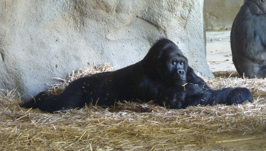 Lowland eastern gorilla (Gorilla beringei graueri)