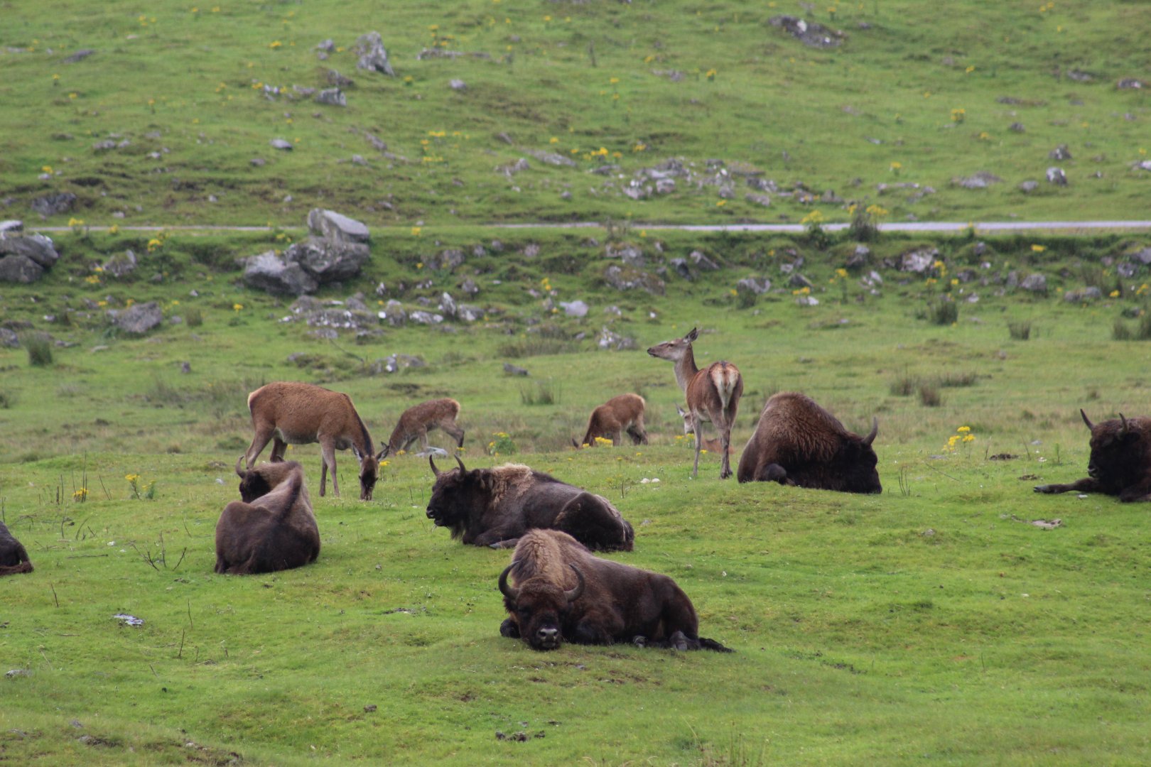 Lowland European Bison and Scottish Red Deer