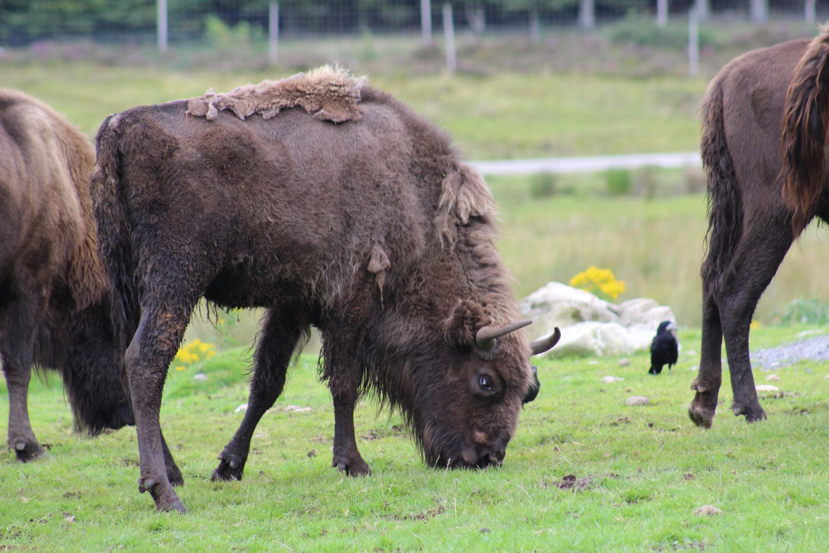 Lowland European Bison