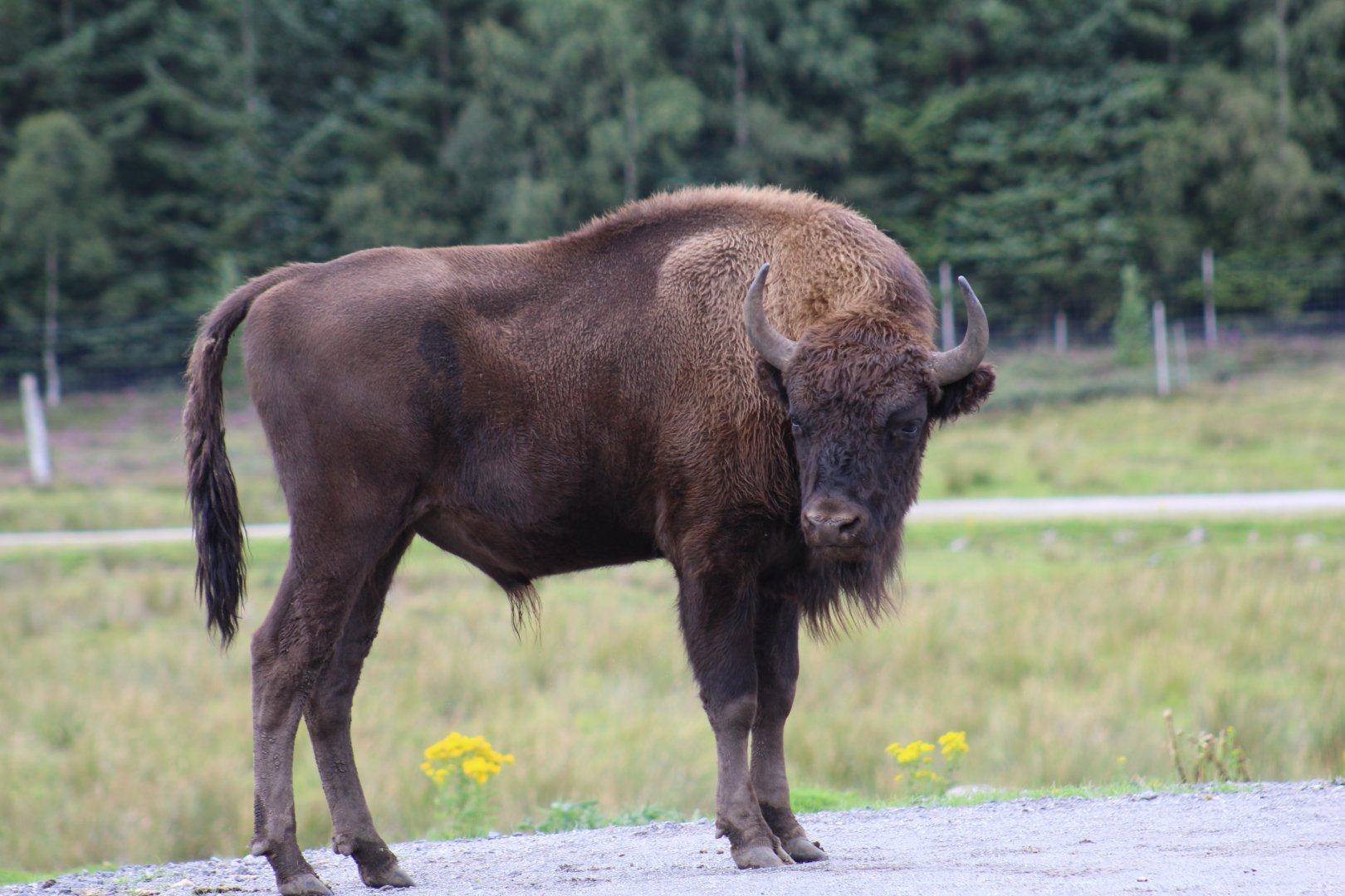 Lowland European Bison