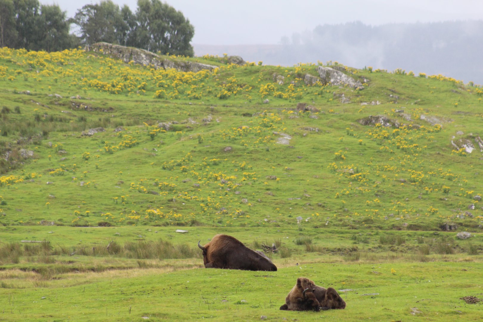 Lowland European Bison