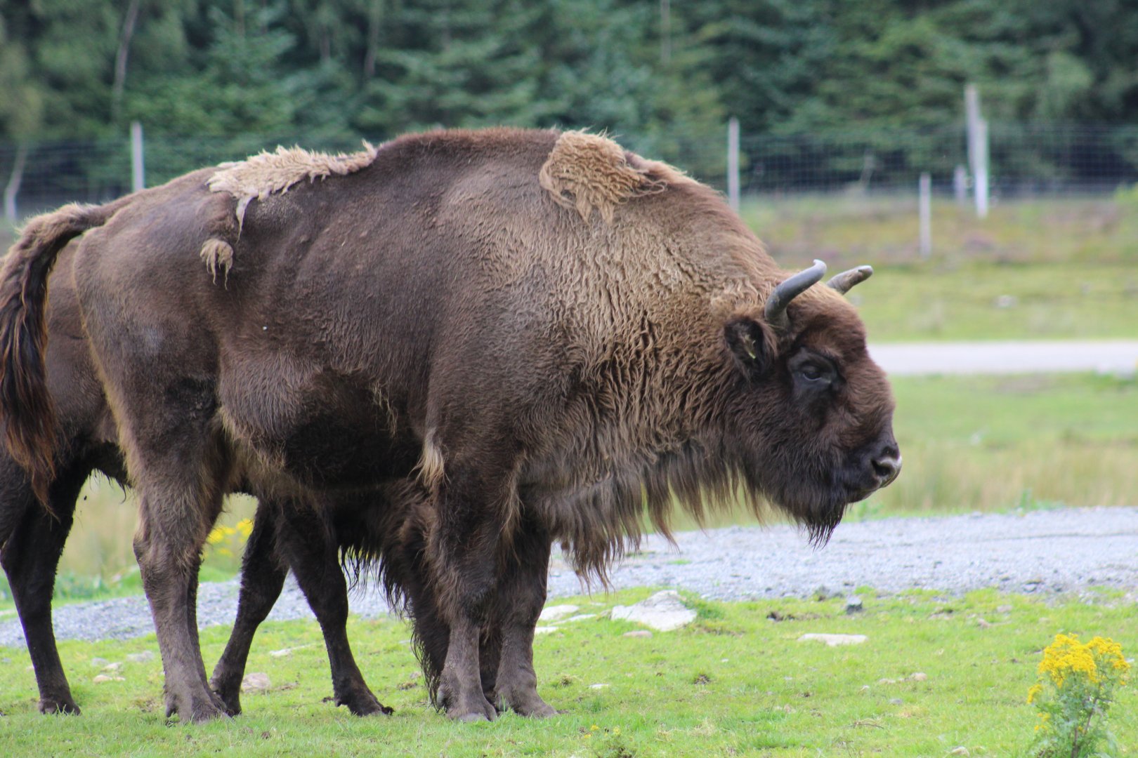 Lowland European Bison