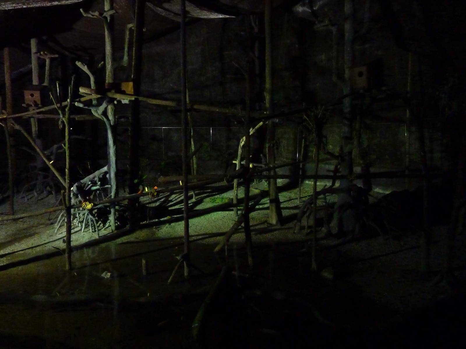 Lowland forest by night, May 2013