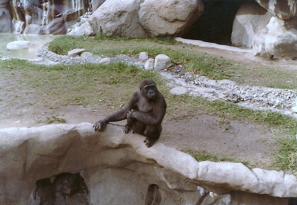 Lowland Gorilla - 1982