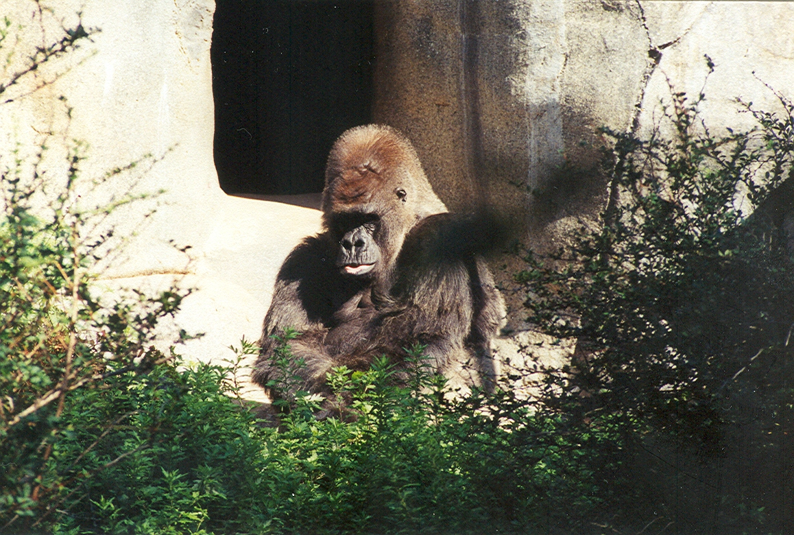 Lowland Gorilla - 1999