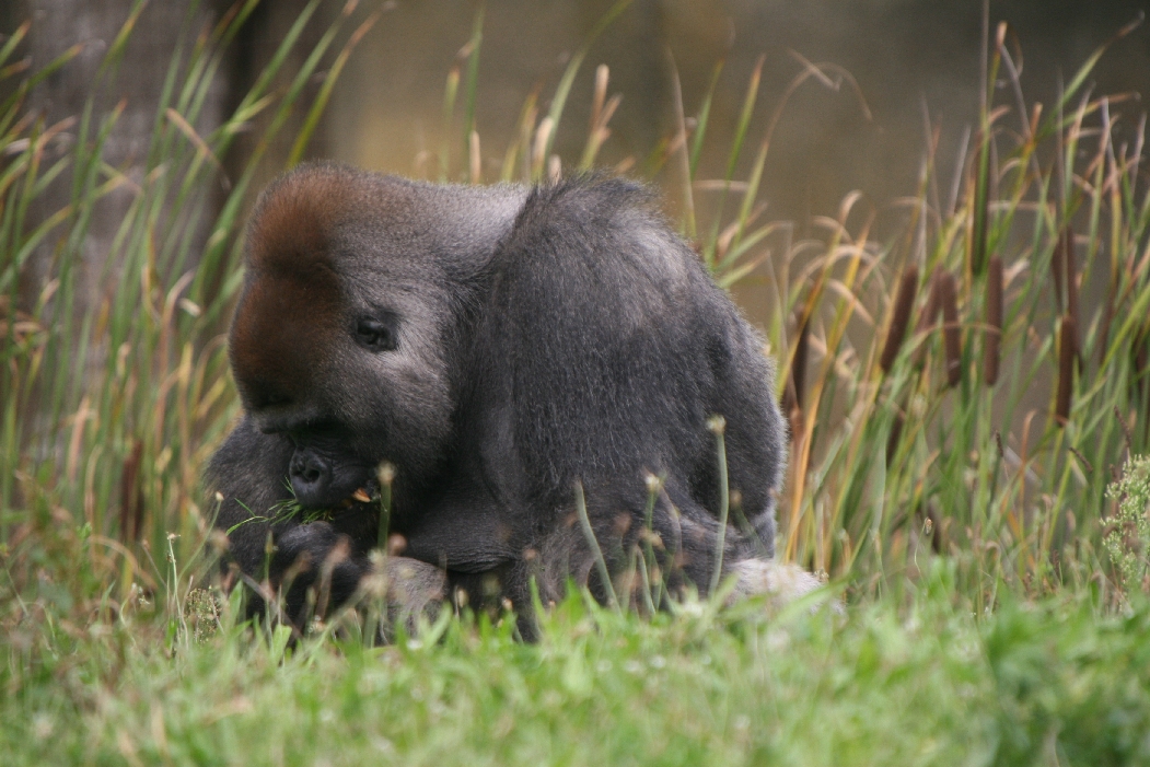 Lowland Gorilla #2