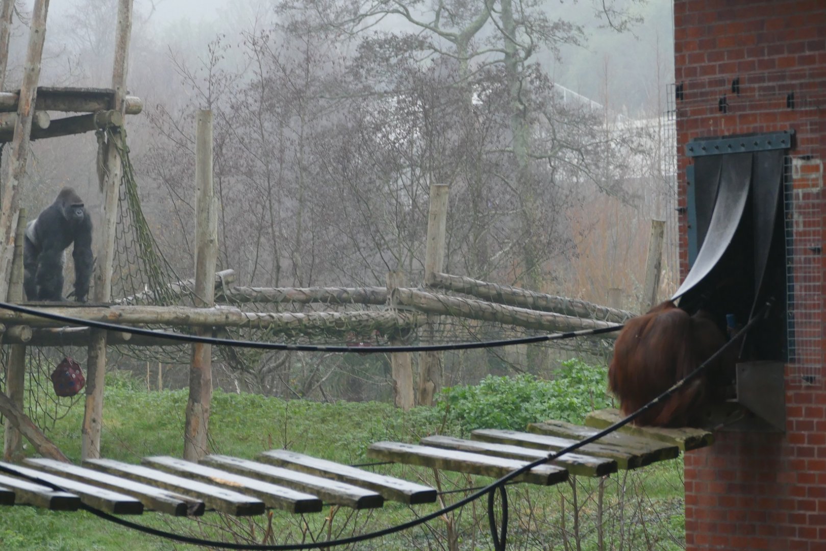 Lowland gorilla and Bornean orangutans, January 2020