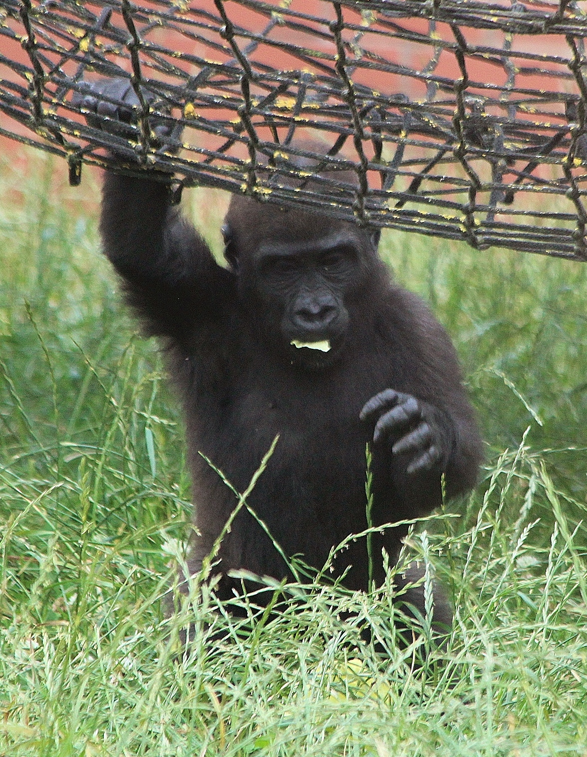 Lowland Gorilla baby, Lope