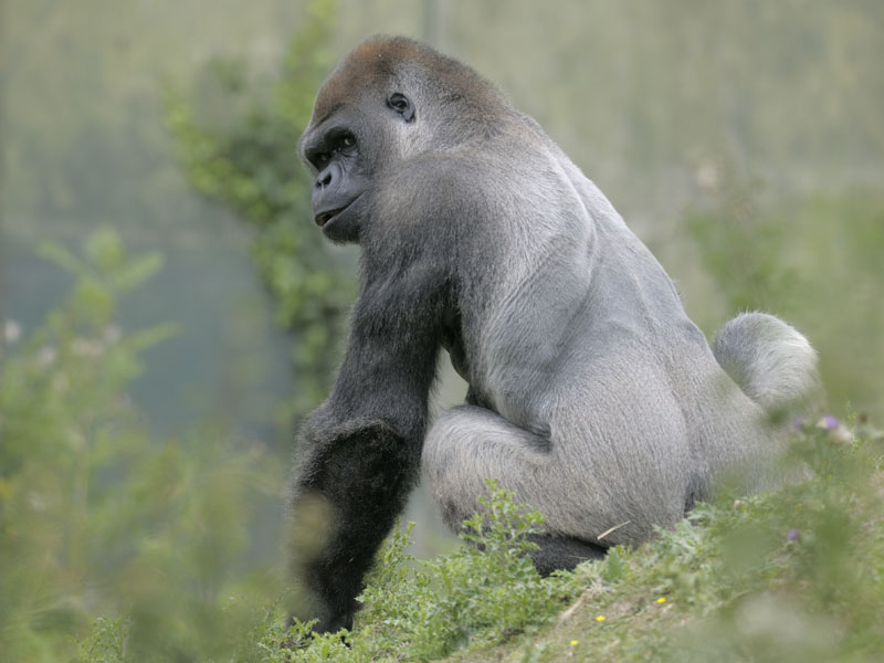 Lowland gorilla bachelor browsing (1)