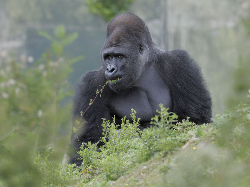 Lowland gorilla bachelor browsing (2)