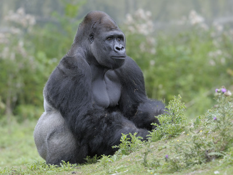 Lowland gorilla bachelor browsing (3)