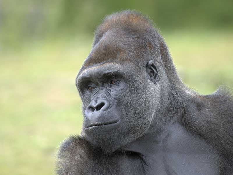 Lowland gorilla bachelor Kush (1)