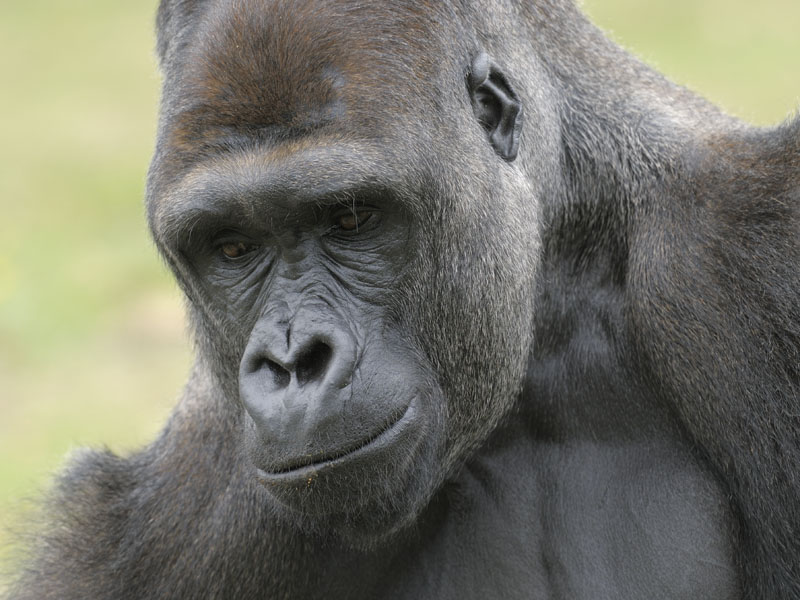 Lowland gorilla bachelor Kush