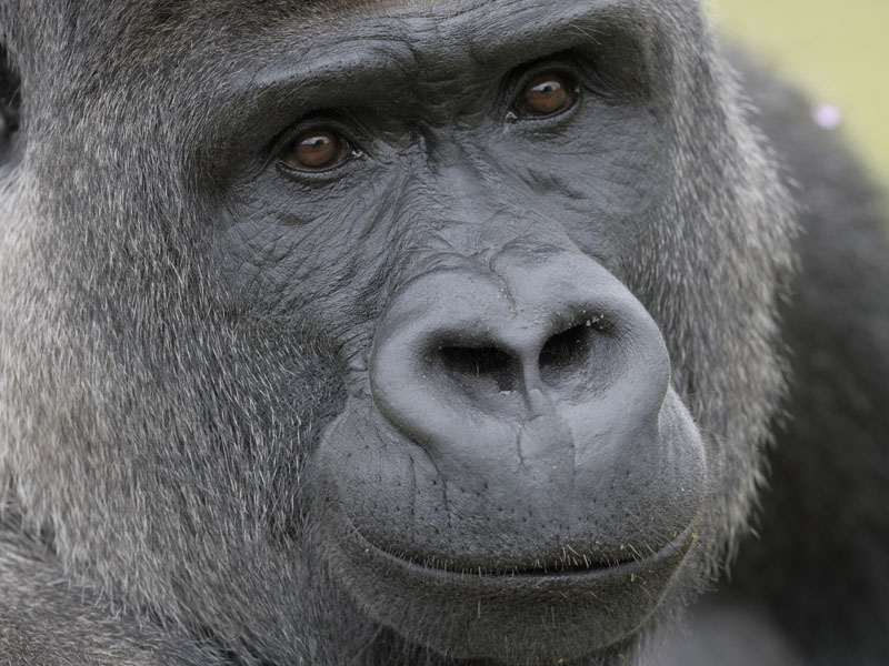 Lowland gorilla bachelor