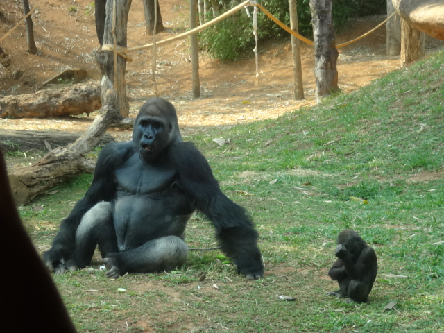 Lowland gorilla - Belo Horizonte zoo