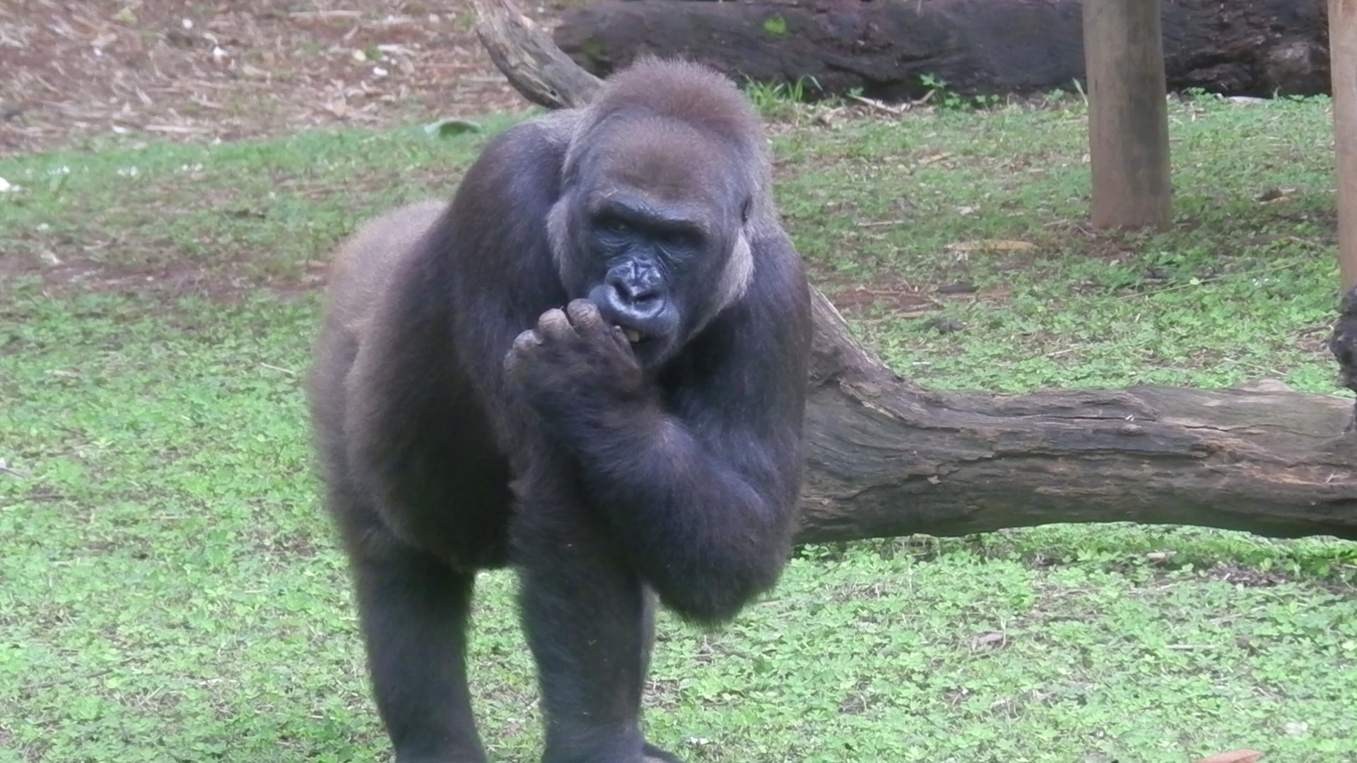 Lowland gorilla - Belo Horizonte zoo