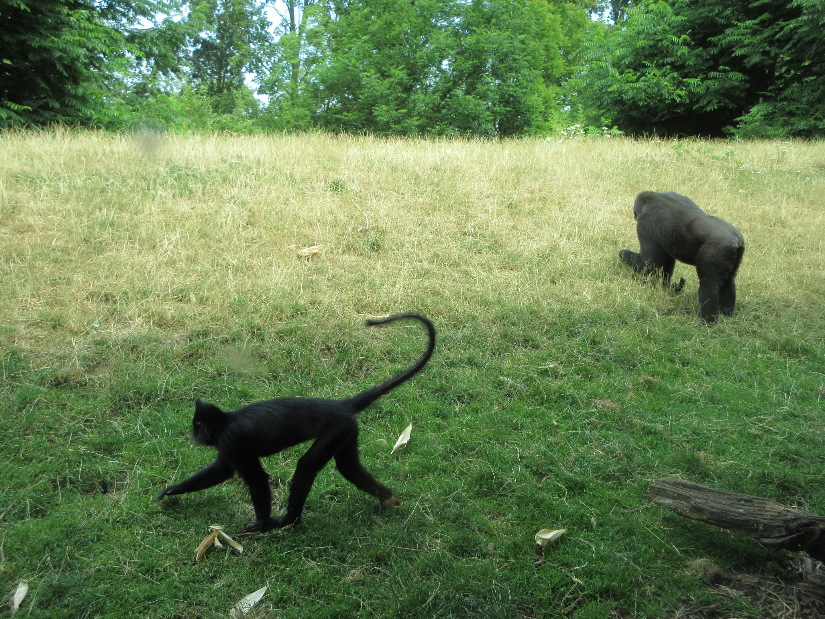 Lowland Gorilla/Black Crested Mangabey Exhibit