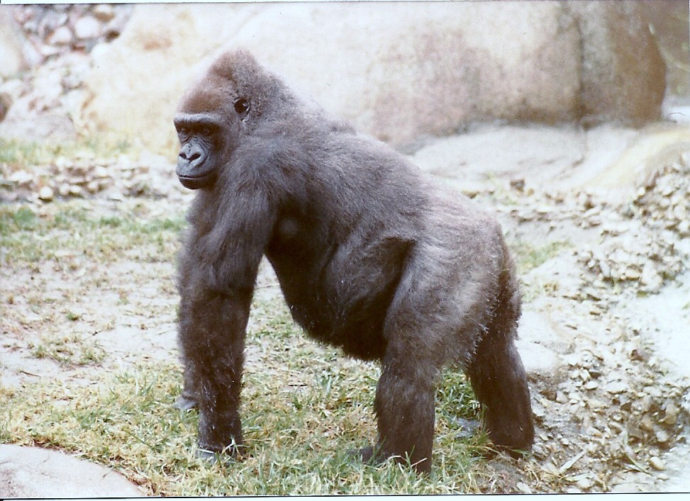 Lowland Gorilla - Circa 1980